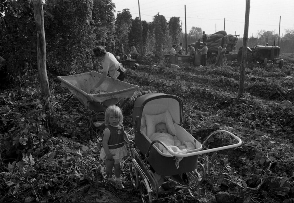 1520427042-1520243632-DE11196 Hop pickers 24 09 66