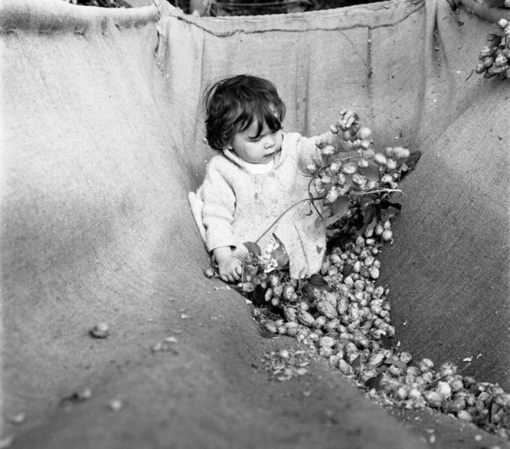 1520427063-1520243710-DE15436 Hop picking at Withington 1968001