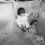 1520427063-1520243710-DE15436 Hop picking at Withington 1968001