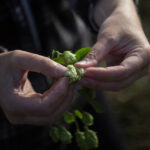 1520427120-1520337463-Hops-in-hand-c.-Emma-Pritchard