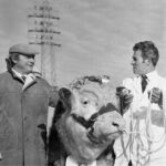 1527088237-DE20809 Annual bull show and sale 24 1 1972 002