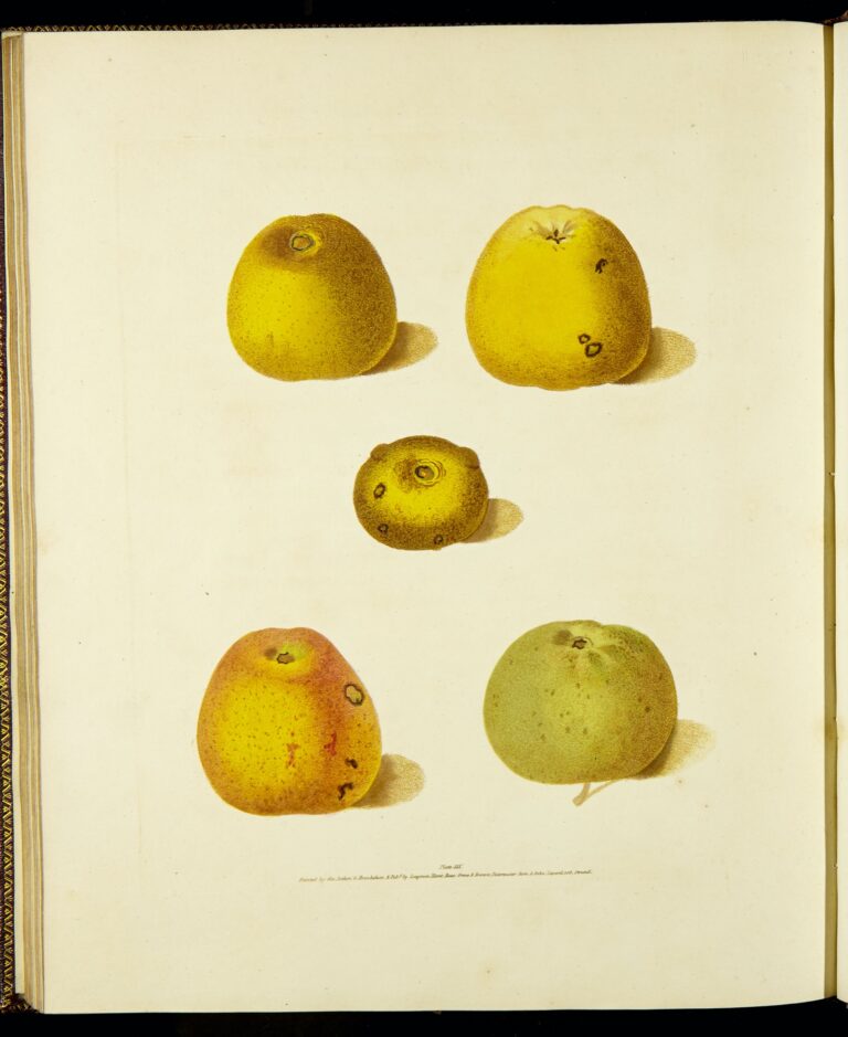 1725897308-Pomona Britannica Vol 2 – Page 142_pg 92